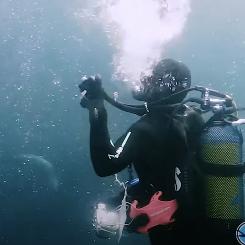Into the Blue Scuba Dive Centre Cape Town